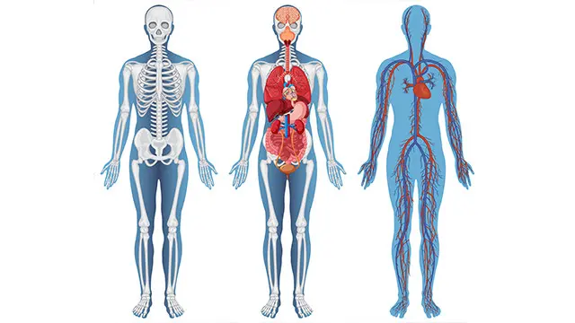 Human Anatomy and Physiology: Key Systems and Functions